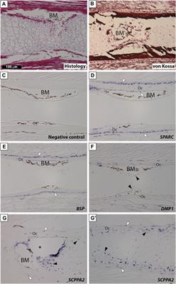 Divergent Expression of SPARC, SPARC-L, and SCPP Genes During Jawed Vertebrate Cartilage Mineralization